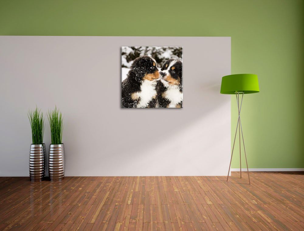Pixxprint Bernersennen Hunde Welpen im Schnee, Format: 70x70 auf Leinwand, 70x70