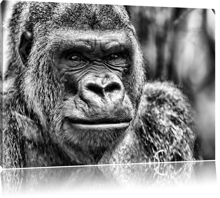 Pixxprint stolzer Gorilla / 100x70cm Leinwandbild bespannt auf Holzrahmen/Wandbild Kunstdruck Dekora
