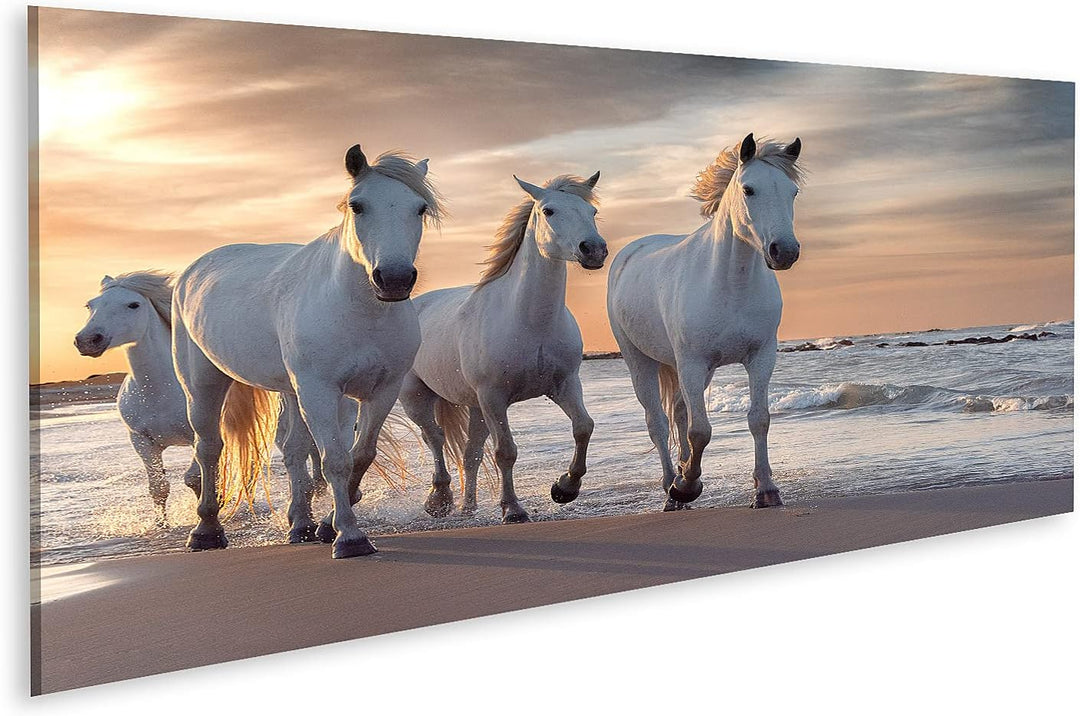 islandburner Bild auf Leinwand Weisse Pferde Camargue Frankreich Herde Bilder Wandbilder Poster Lein