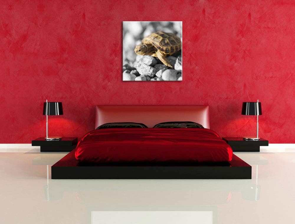 Pixxprint süsse Schildkröte auf Steinen schwarz/weiss, Format: 70x70 auf Leinwand, 70x70