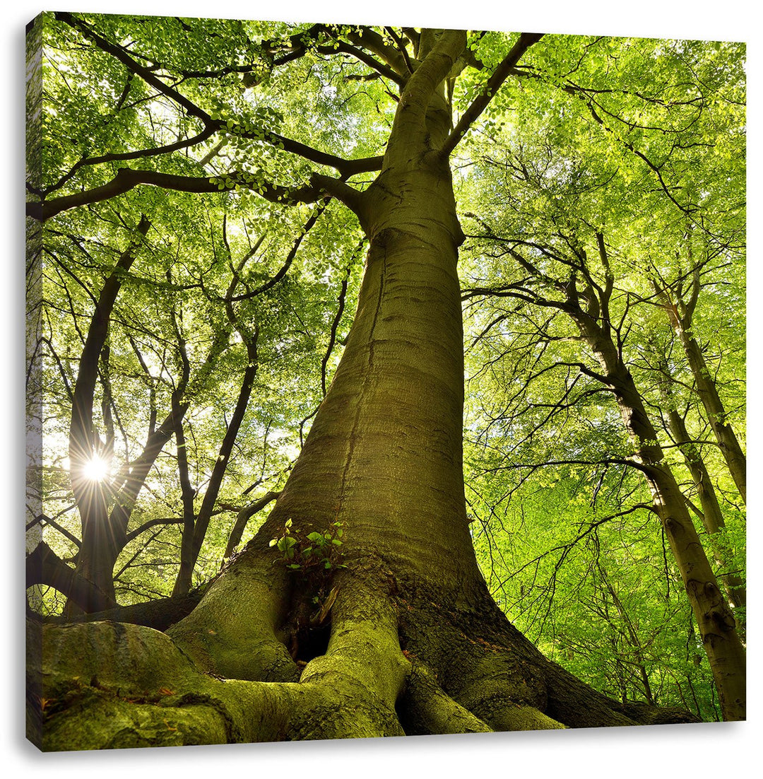 Riesiger Baum im Dschungel, Format: 70x70 auf Leinwand, XXL riesige Bilder fertig gerahmt mit Keilra