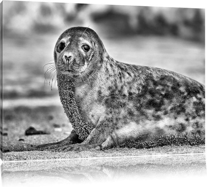 Pixxprint niedliche Robbe am Strand / 100x70cm Leinwandbild bespannt auf Holzrahmen/Wandbild Kunstdr