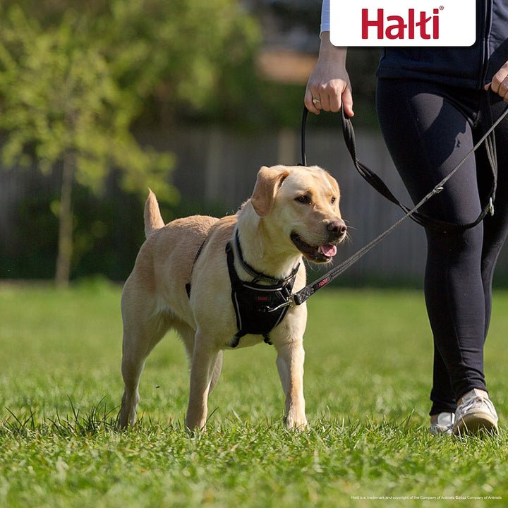 Halti No Pull Geschirr und Trainingsleine Kombipack, stoppt Hund beim Ziehen auf Spaziergängen mit H