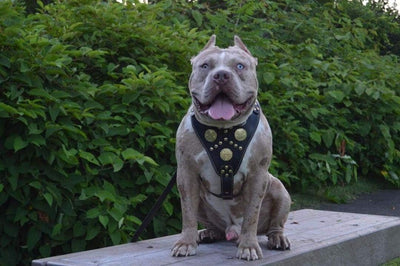 Bestia Maximus Echtleder Hundegeschirr. 100% Leder Weich gepolsterte Brustplatte Handgefertigt in Eu