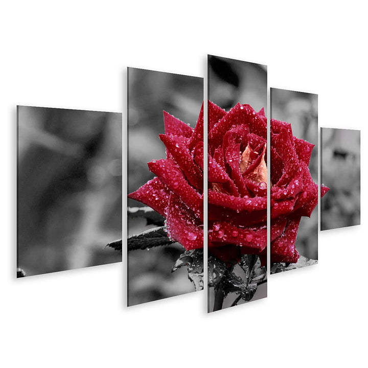 islandburner Bild auf Leinwand Rote Rose Mit Wassertropfen Auf Grauem Hintergrund Bilder Wandbilder