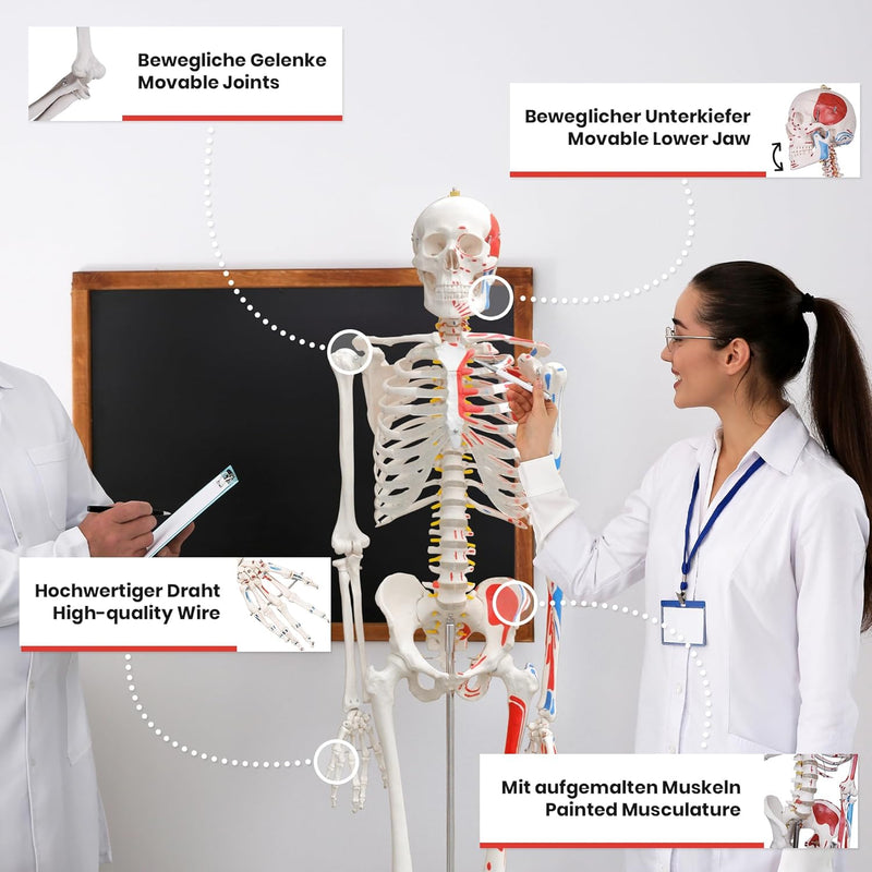 Jago® Menschliches Anatomie Skelett 181.5 cm - mit Muskelbemalungdetails, inkl. Schutzabdeckung, Leb