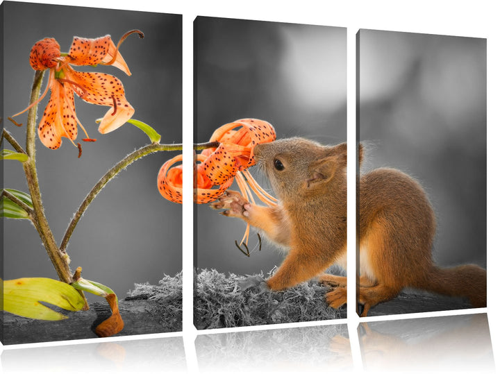 Pixxprint Eichhörnchen riecht an Einer Blume als Leinwandbild/Grösse: 3 Teilig (120x80 cm) cm/Wandbi
