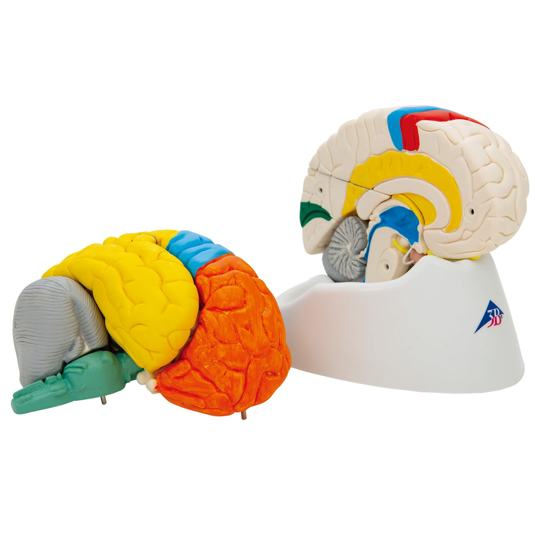 3B Scientific Menschliche Anatomie - Hirnfunktionen-Modell, 8-teilig + kostenlose Anatomie App - 3B