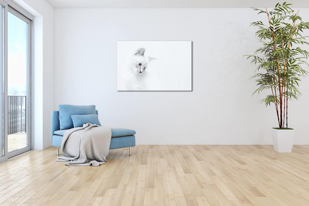 deyoli schneeweisses Kätzchen Format: 80x60 als Leinwandbild, Motiv fertig gerahmt auf Echtholzrahme
