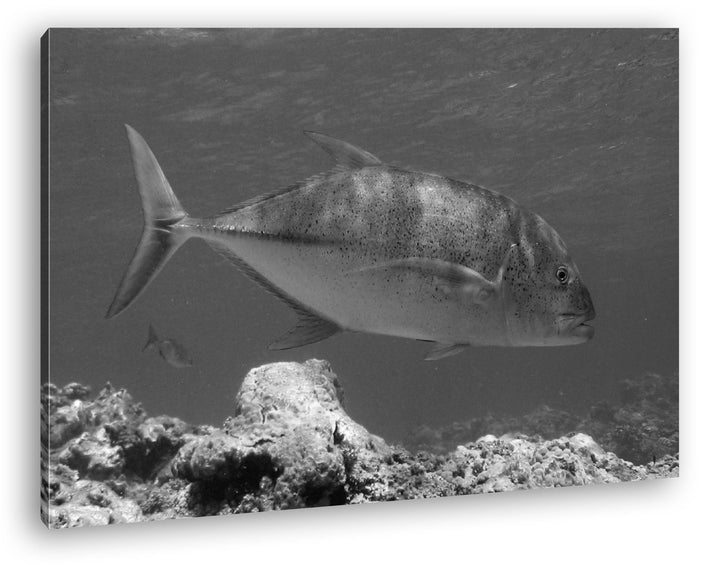 deyoli Blauer Fisch im klaren Wasser Effekt: Schwarz/Weiss Format: 80x60 als Leinwandbild, Motiv fer