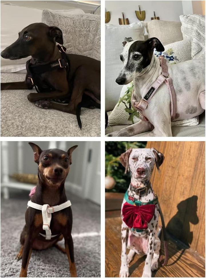 ARING PET Hunde-Halftergeschirr, Samt-Hundegeschirr, verstellbar, strapazierfähig, für Jungen und Mä