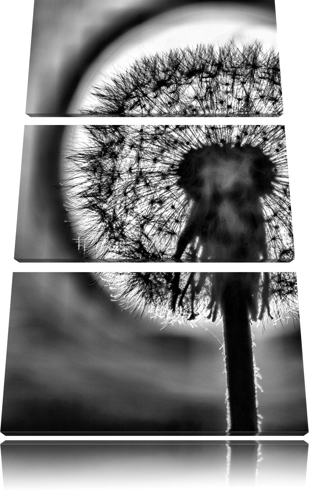 Pixxprint Pusteblume als Leinwandbild/Grösse: 3 Teilig (120x80) cm/Wandbild/Kunstdruck/fertig bespan