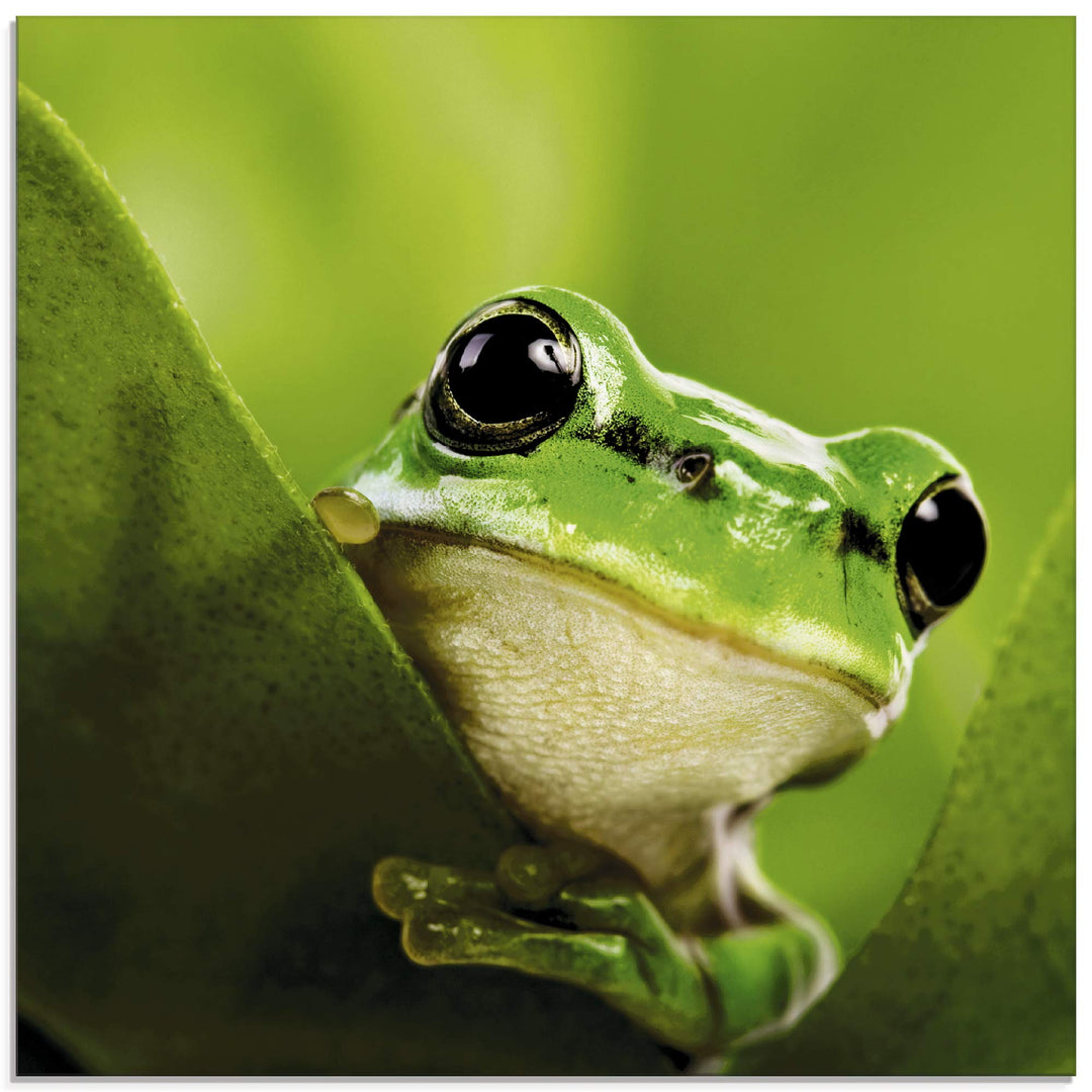 ARTland Glasbilder Wandbild Glas Bild einteilig 50x50 cm Quadratisch Natur Tiere Frosch Gesicht Laub