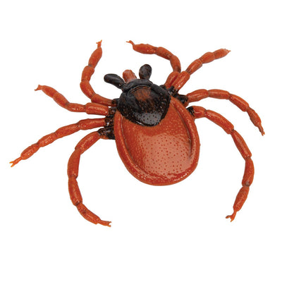3B Scientific Biologie - Gemeiner Holzbock (Ixodes ricinus), Modell