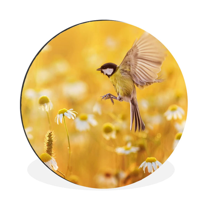 MuchoWow Wandbild Rund Wanddeko Deko Wohnzimmer Bilder 60x60 cm Vogel - Kohlmeise - Blumen - Gänsebl