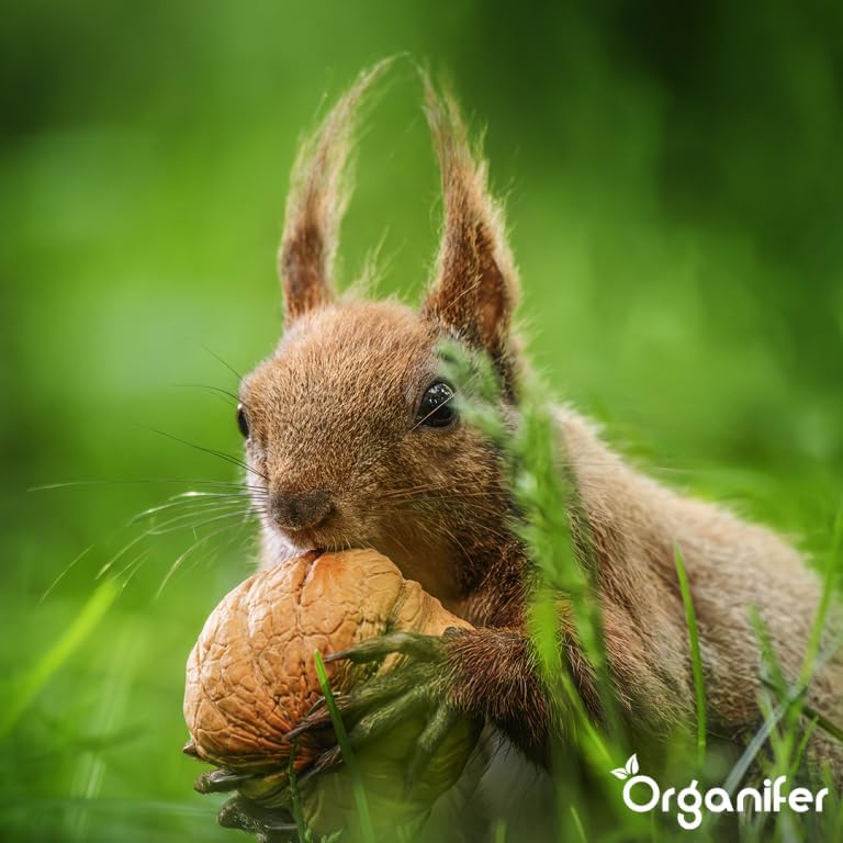 Eichhörnchenfutter - Natürliche Mischung Mit Ganzen Nüssen (10 Kg) - Speziell Für Eichhörnchen, Reic