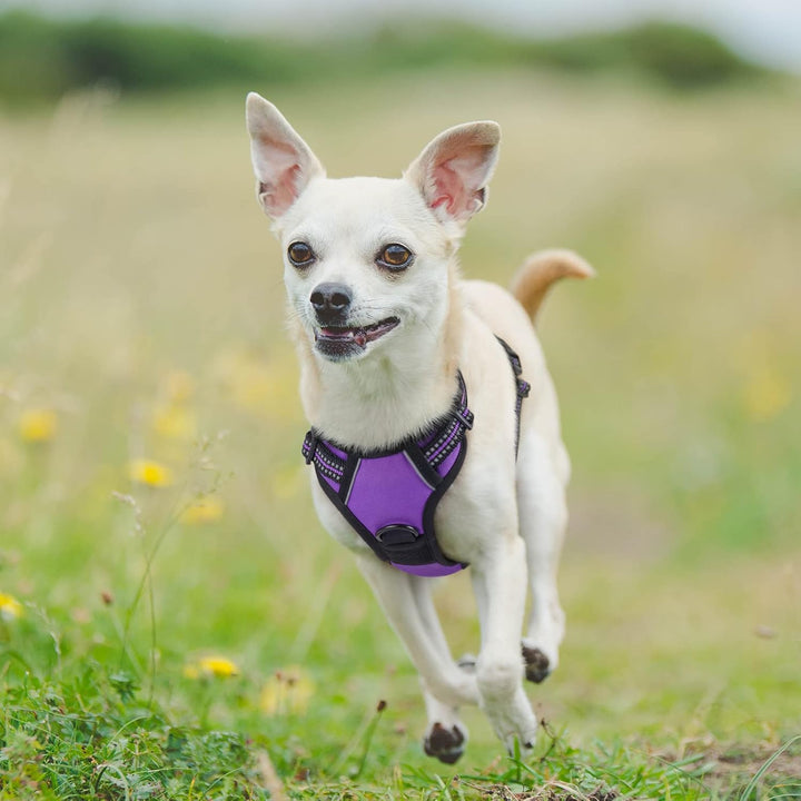 rabbitgoo Hundegeschirr Kleine Hunde, Anti Zug Geschirr mit Kontrolle, No Pull Verstellbar Hundegesc