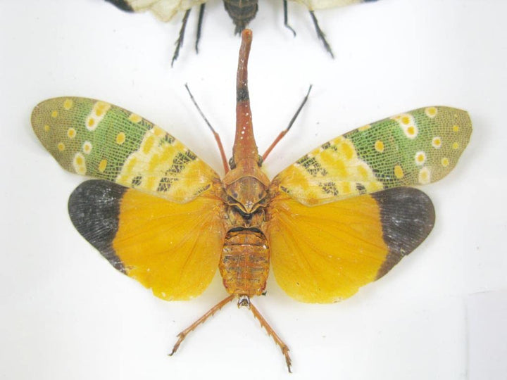 Echte exotische riesige Käfer, Insekten und Krabbler im Schaukasten - Insekten - Taxidermie (3x Pyro