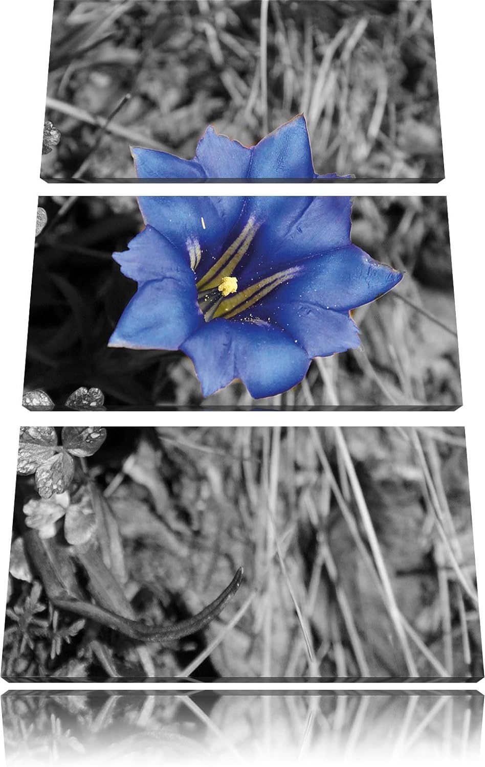 Pixxprint Süsse Blume als Leinwandbild/Grösse: 3 Teilig (120x80) / Wandbild/Kunstdruck/fertig bespan