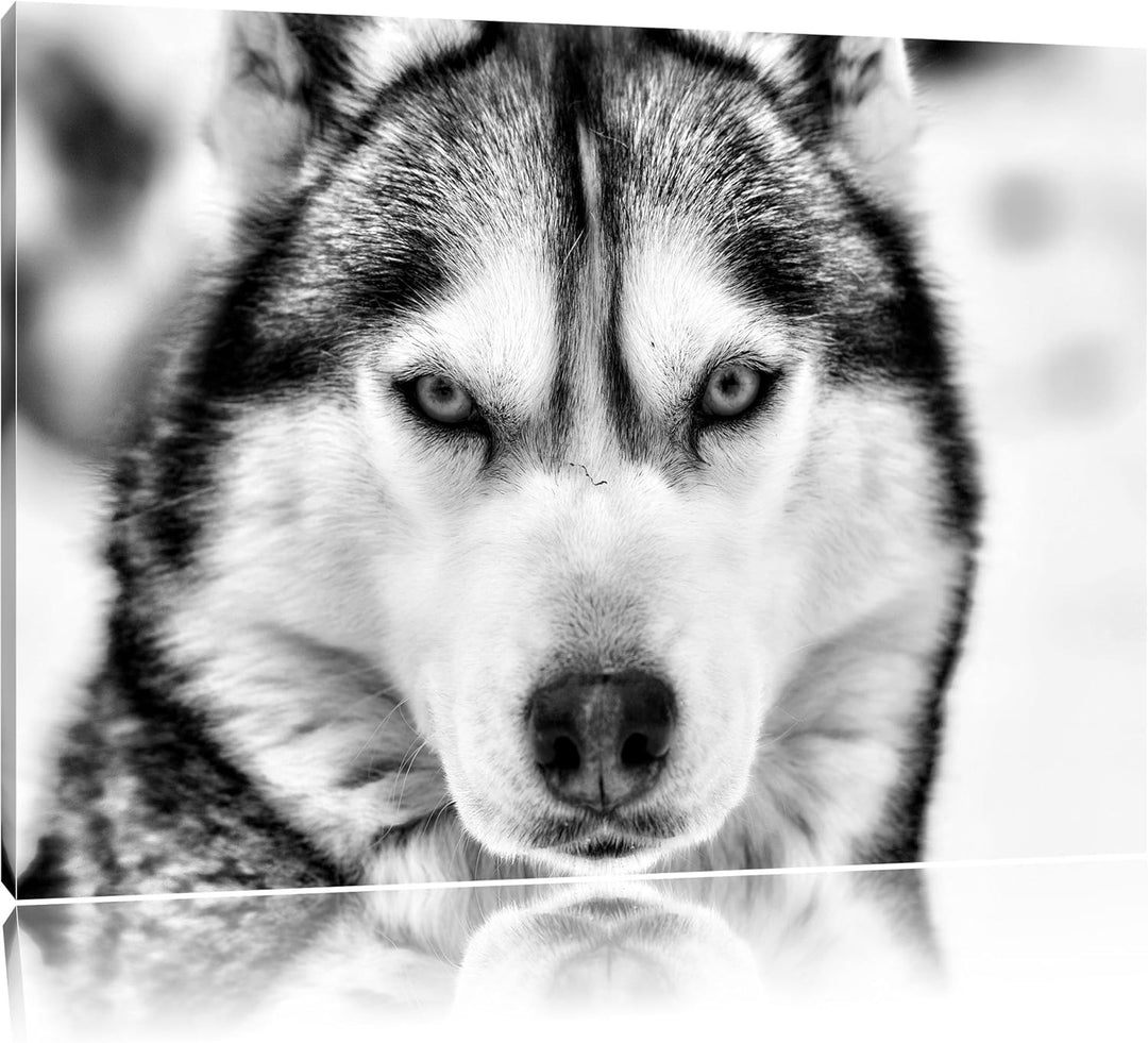 Monocrome, Husky, Format: 100x70 auf Leinwand, XXL riesige Bilder fertig gerahmt mit Keilrahmen, Kun