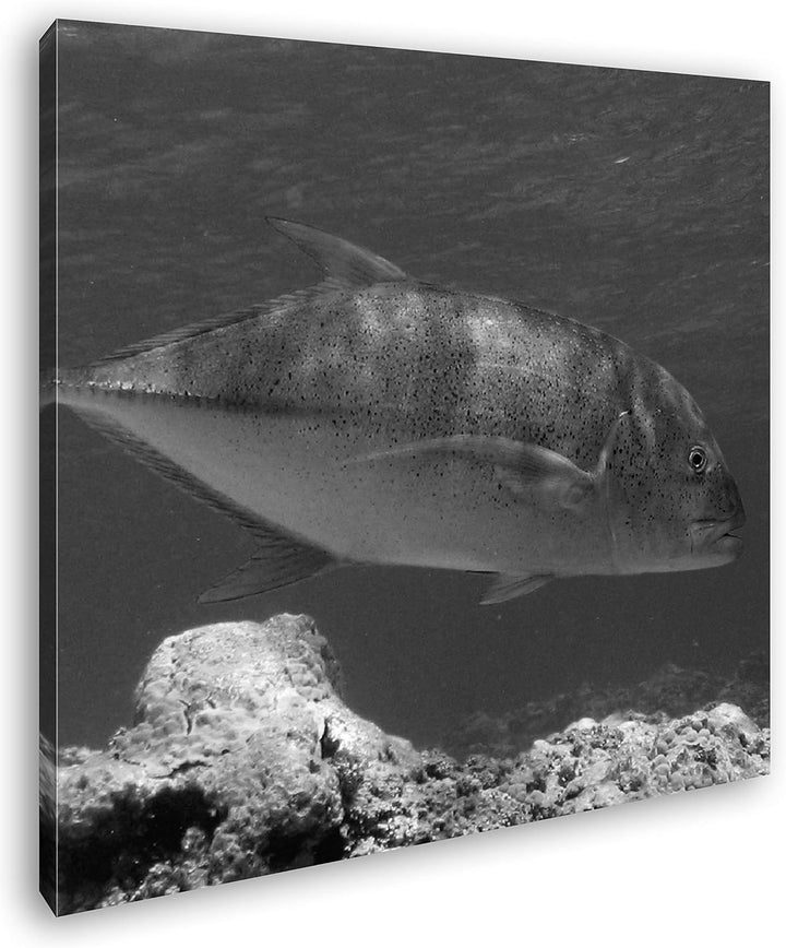 deyoli Blauer Fisch im klaren Wasser Format: 70x70 Effekt: Schwarz&Weiss als Leinwandbild, Motiv auf
