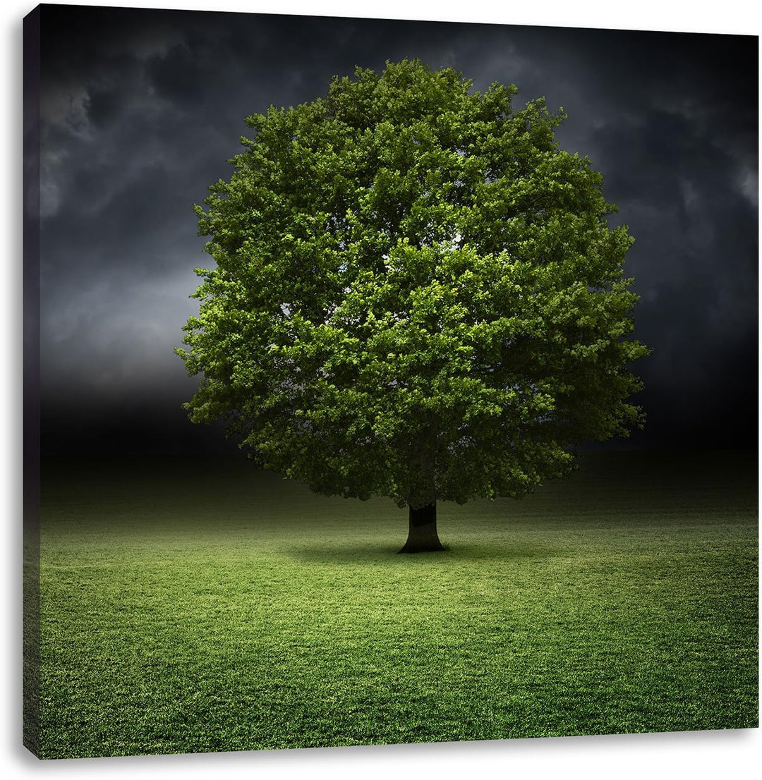 Pixxprint einzelner Baum auf grüner Wiese, Format: 70x70 auf Leinwand, 70x70