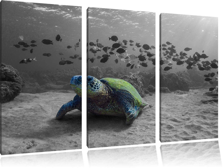 Pixxprint Schildkröte im Ozean als Leinwandbild | Grösse: 3 Teilig (120x80) | Wandbild| Kunstdruck |