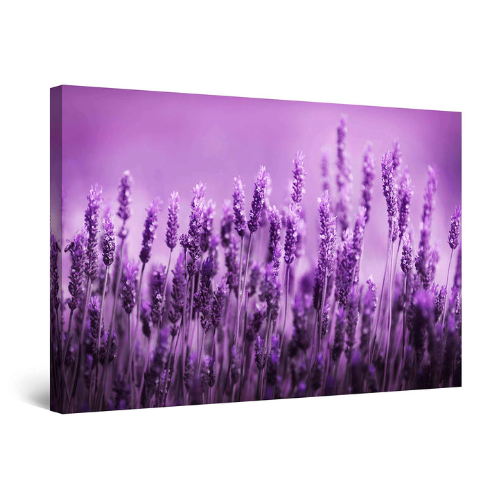 Startonight Bilder Lila Lavendel Feld Blumen, Leinwandbilder Moderne Kunst, Natur Wanddeko Kunstdruc