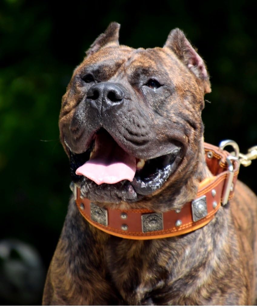 Bestia™ "Eros Echtleder Hundehalsband für grosse Hunde. 100% Leder. Weich gepolstert. 6,3 cm breit.