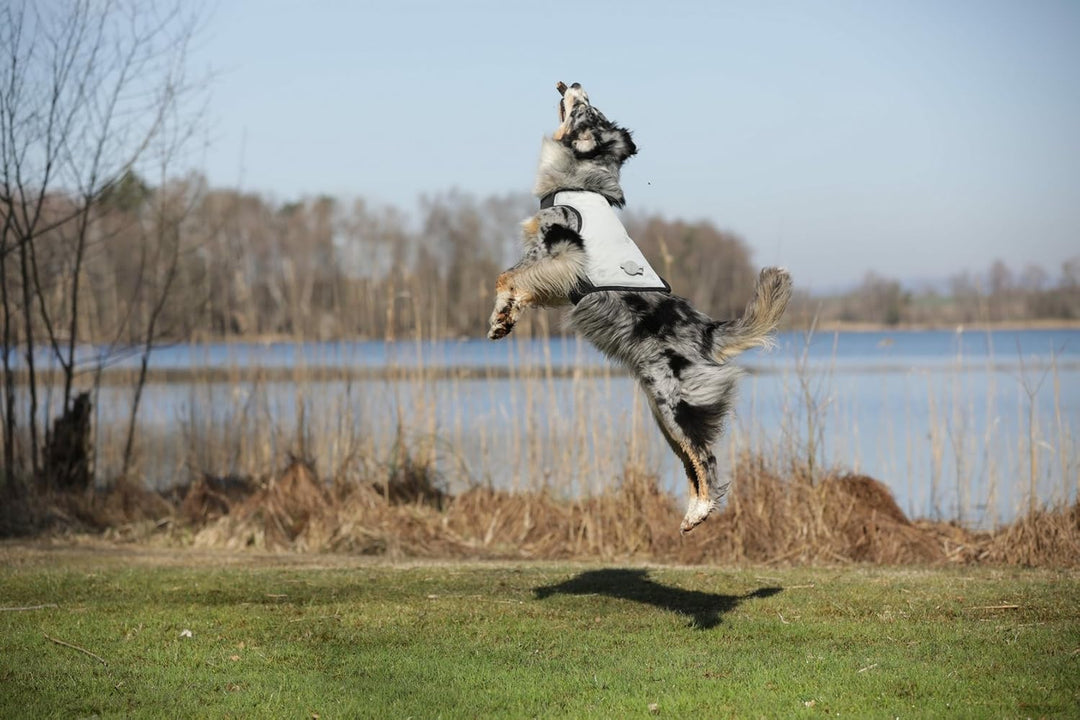 cani.cool Kühlweste Hunde, Grösse M, silber, M