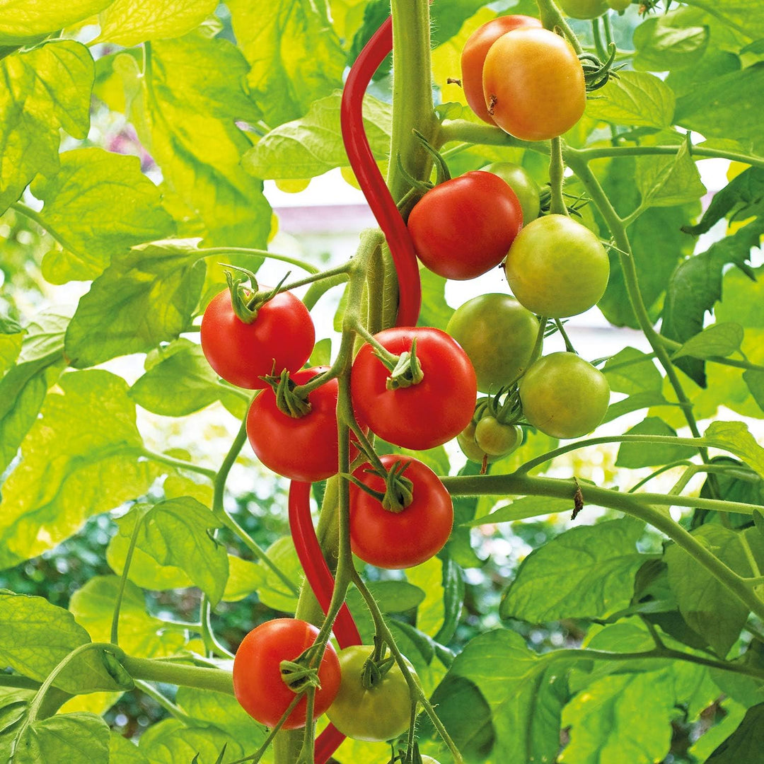 bellissa 20 Stück Tomatenspirale rot 170cm Ø 7,5mm (20) 20 rot - 170cm/Ø7,5mm, 20 rot - 170cm/Ø7,5mm