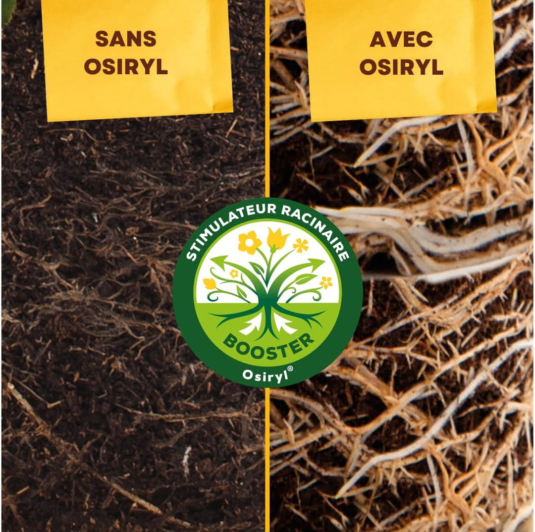 SOLABIOL STIMULATEUR RACINAIRE OSIRYL DOYPACK 10 X 10 ML SOSIRYL100N