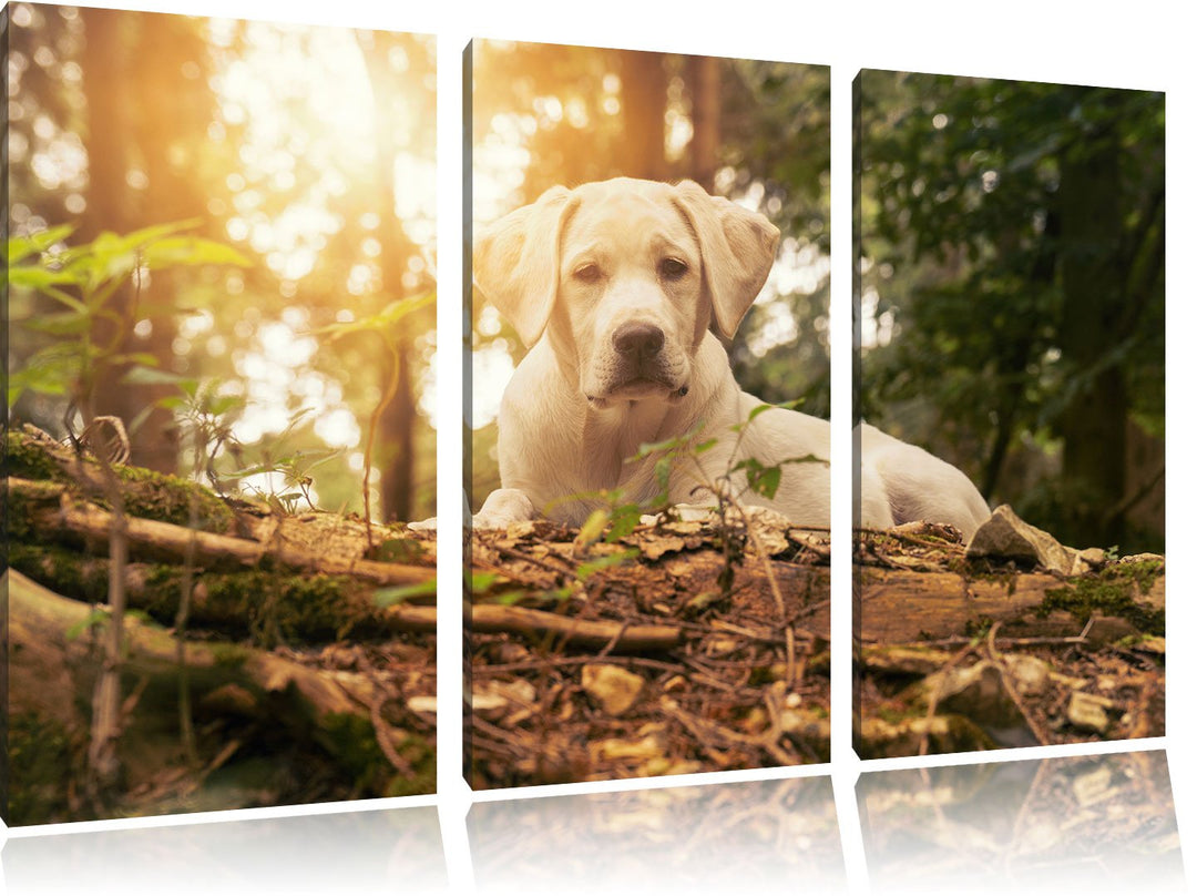 Pixxprint Hund im Wald bei Sonneuntergang / 3-Teilig/Gesamtmass 120cm Leinwandbild bespannt auf Holz