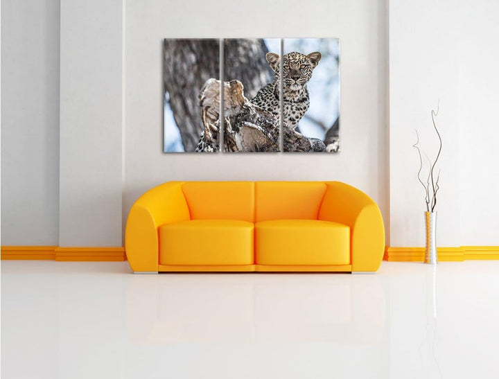 Pixxprint Neugieriges Leopardjunges auf Baum 3-Teiler Leinwandbild 120x80 Bild auf Leinwand