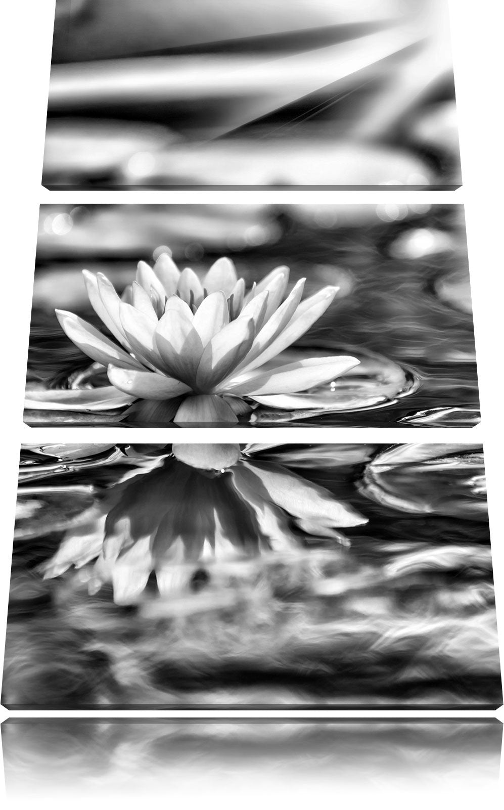 Pixxprint Monocrome, Zarte Seerose auf Wasseroberfläche 3-Teiler Leinwandbild 120x80 Bild auf Leinwa