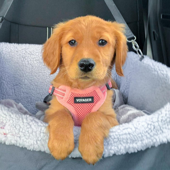 Voyager Verstellbares Hundegeschirr mit Reflektorstreifen by Best Pet Supplies - Strapazierfähige Ga