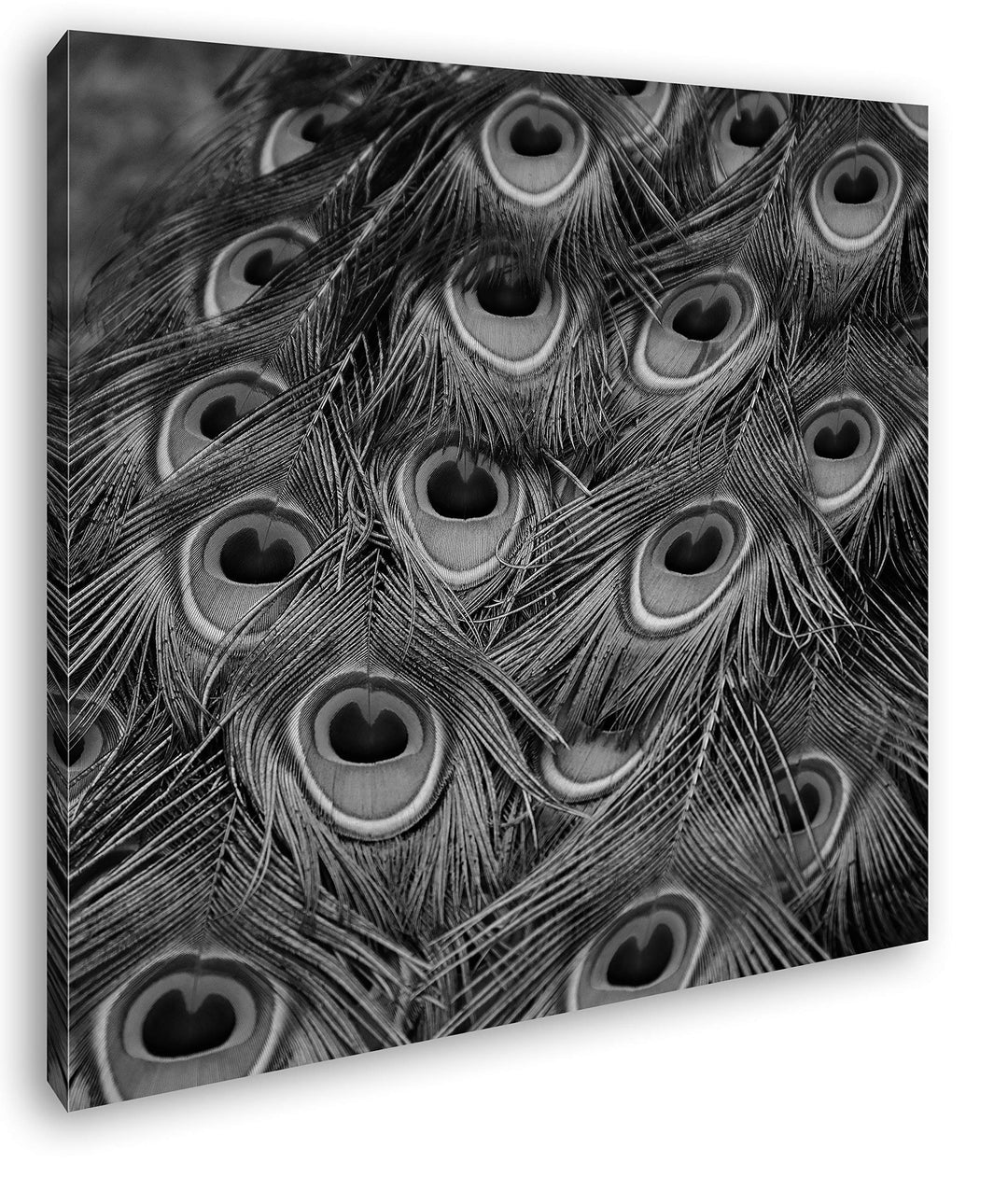 deyoli Pfauenfedern Format: 70x70 Effekt: Schwarz&Weiss als Leinwandbild, Motiv fertig gerahmt auf E