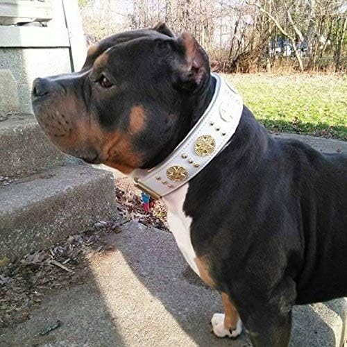 Bestia Maximus Weiss Echtleder Hundehalsband für grosse Hunde. 100% Leder. Weich gepolstert. 6,3 cm