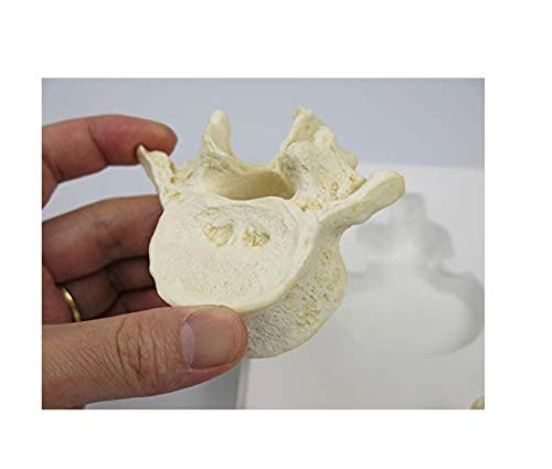 3B Scientific Menschliche Anatomie - Set mit 5 Lendenwirbeln + kostenlose Anatomie App - 3B Smart An