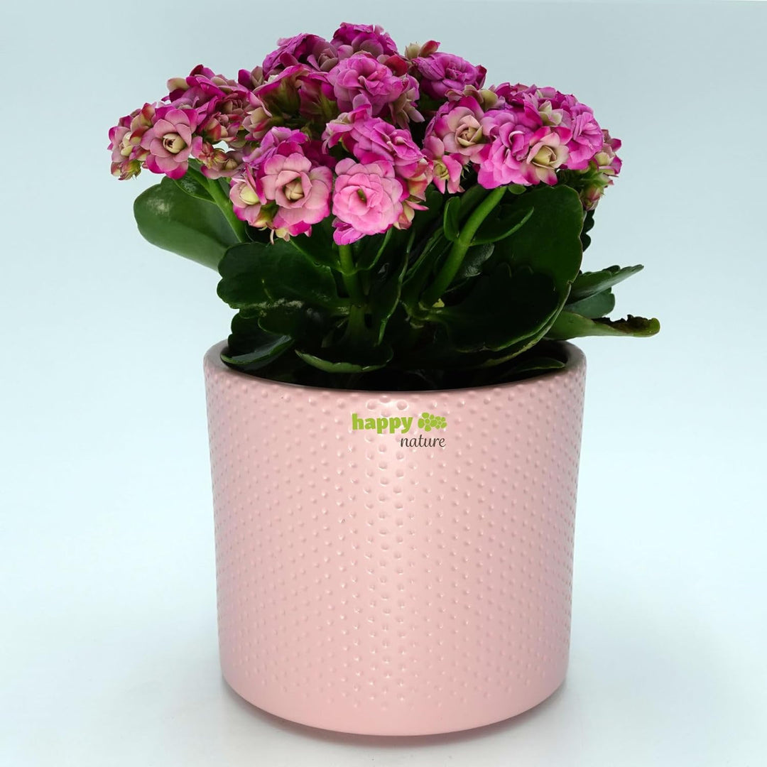 happy nature Set6 6 Keramik Blumentöpfe Toscana Silber rosa Ø 13.5 cm H 12.5 cm