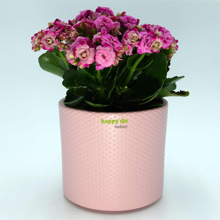 happy nature Set6 6 Keramik Blumentöpfe Toscana Silber rosa Ø 13.5 cm H 12.5 cm