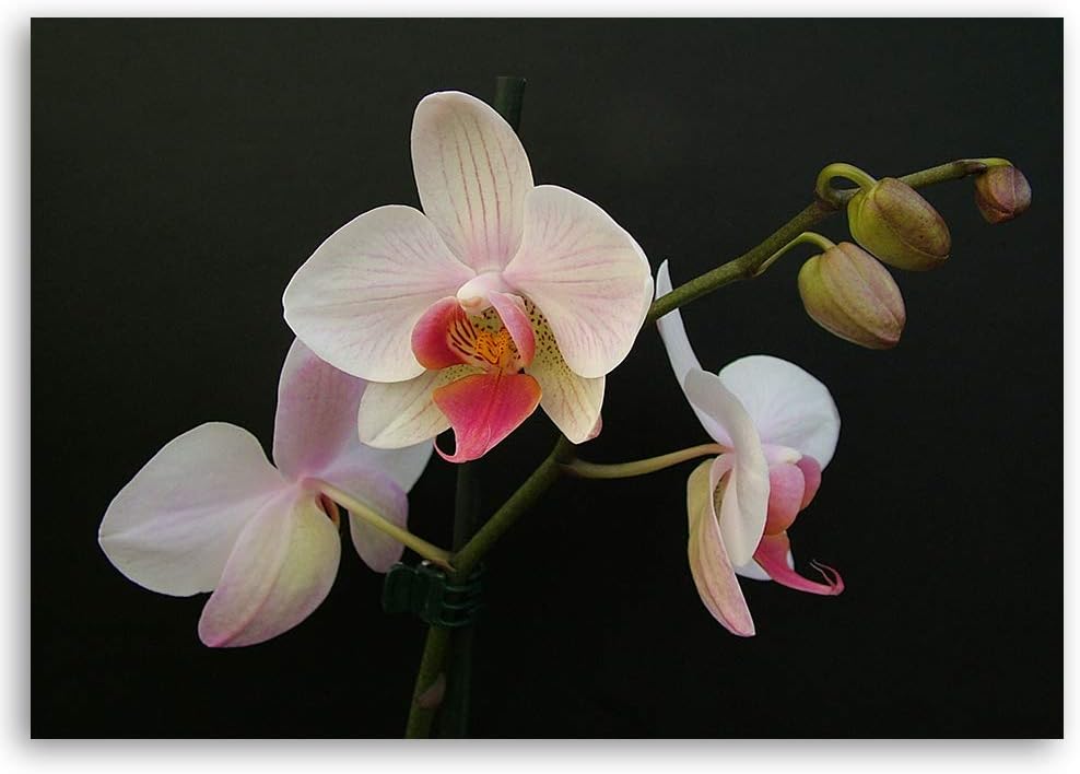 Feeby Wandbild Blumen Druckbild Leinwandbild Orchidee Weiss 100x70 cm Leinwandbild 100x70 cm Weiss_c