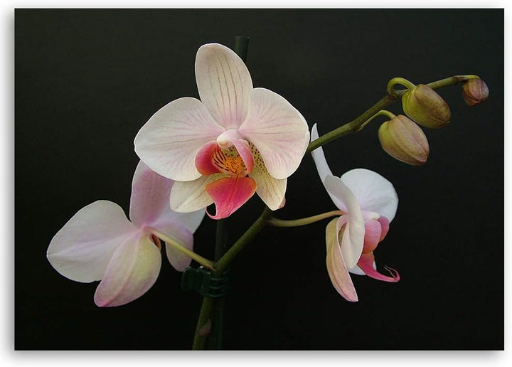 Feeby Wandbild Blumen Druckbild Leinwandbild Orchidee Weiss 100x70 cm Leinwandbild 100x70 cm Weiss_c