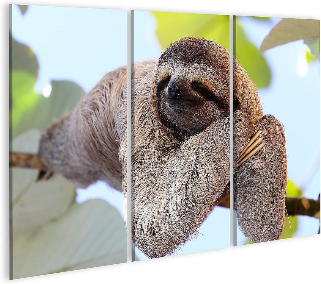 islandburner Bild auf Leinwand Schlafendes Faultier Auf Ast Bilder Wandbilder Poster Leinwand 130x80