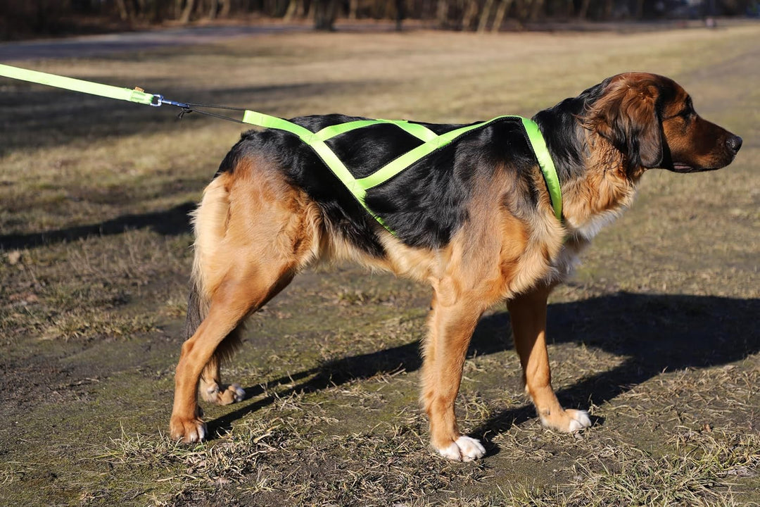 Dingo Hundegeschirre Sled Farbe Grün Zuggeschirr Canicross Bike-Ski-Jöring Training Dogtrekking Gros