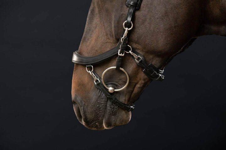 PresTeq FaySport Snaffle Bridle Schwarz Cob, Schwarz Cob