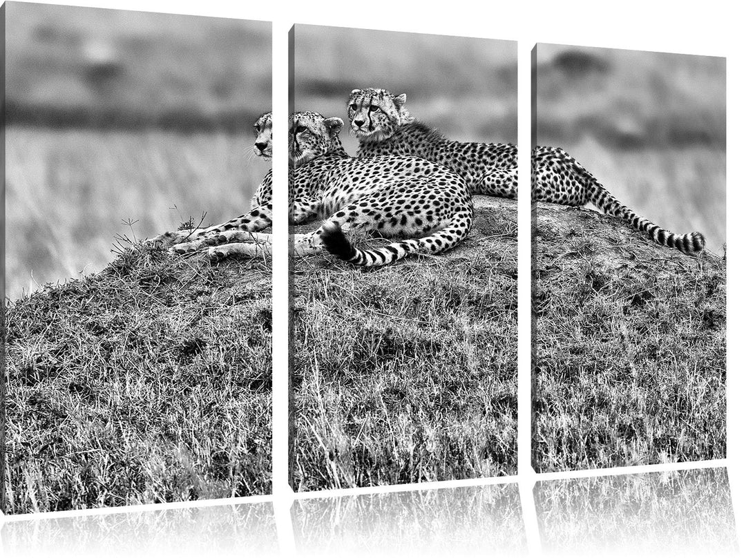 Pixxprint majestätische Geparden auf Stein als Leinwandbild/Grösse: 3 Teilig (120x80) cm/Wandbild/Ku