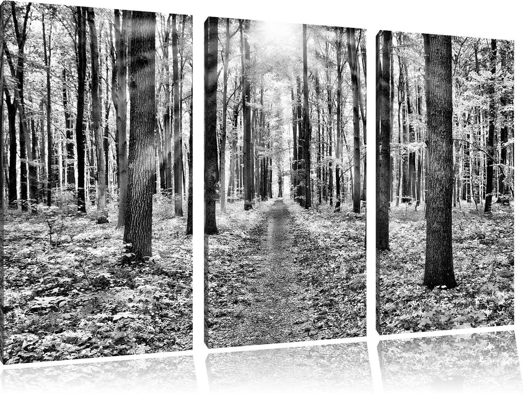 Pixxprint Sonnenlicht Wald / 3-Teilig/Gesamtmass 120cm Leinwandbild bespannt auf Holzrahmen/Wandbild