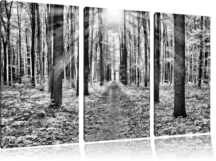 Pixxprint Sonnenlicht Wald / 3-Teilig/Gesamtmass 120cm Leinwandbild bespannt auf Holzrahmen/Wandbild
