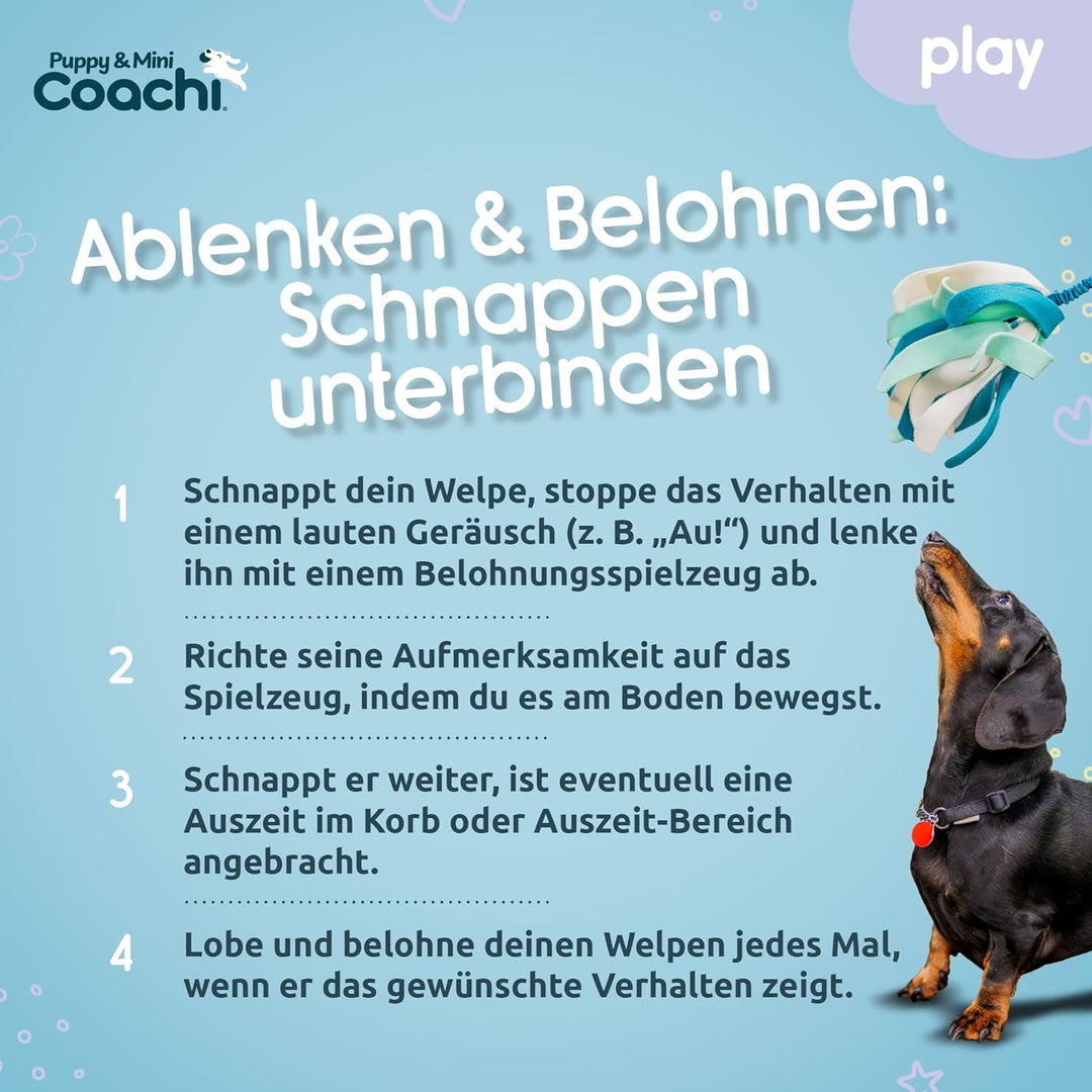 Coachi Puppy & Mini Tuggi Spider - Ideal für Zerr- und Apportierspiele, Hundespielzeug Bungee-Griff.